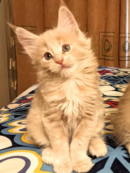 cuccioli di gatto maine coon | Foto 3