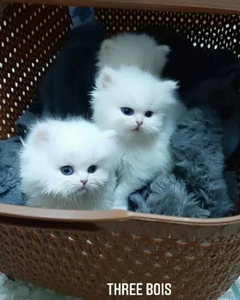 bellissima cucciolata di gattini persiani