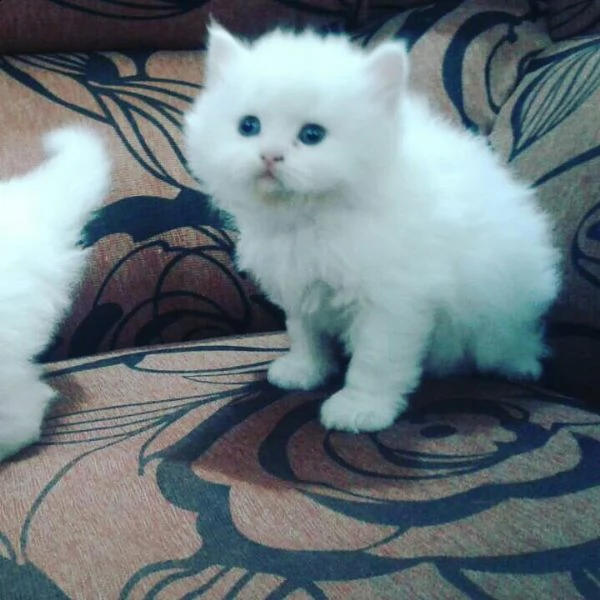 bellissima cucciolata di gattini persiani | Foto 0