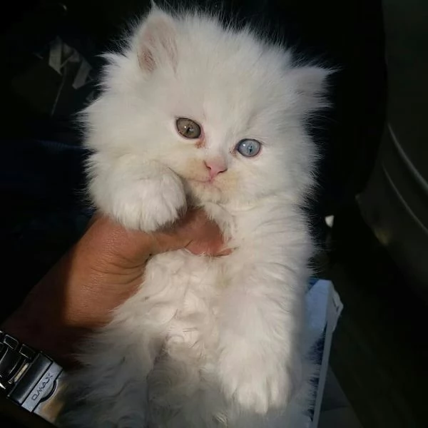 gattino persiano
