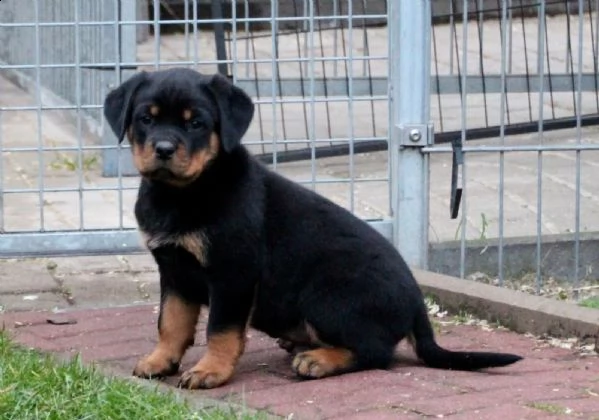 3 bellissimo cuccioli di rottweiler (maschio e femmina). | Foto 3