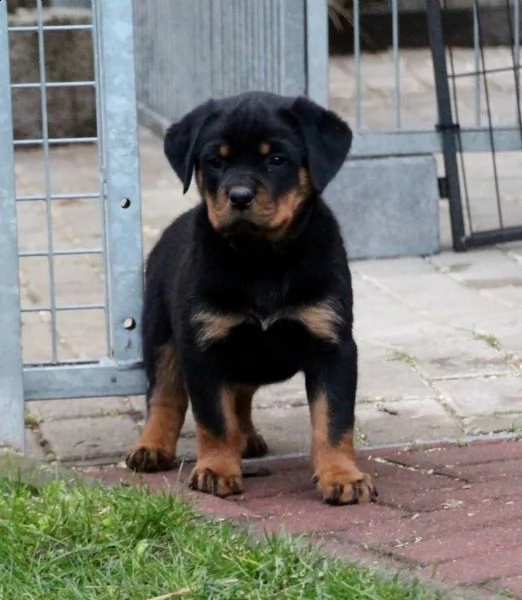 3 bellissimo cuccioli di rottweiler (maschio e femmina). | Foto 2