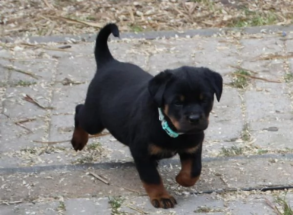 3 bellissimo cuccioli di rottweiler (maschio e femmina). | Foto 1