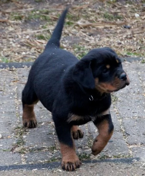3 bellissimo cuccioli di rottweiler (maschio e femmina). | Foto 0
