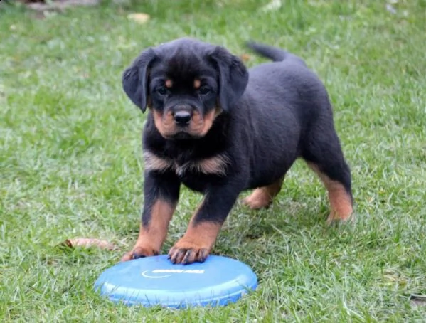 3 bellissimo cuccioli di rottweiler (maschio e femmina).