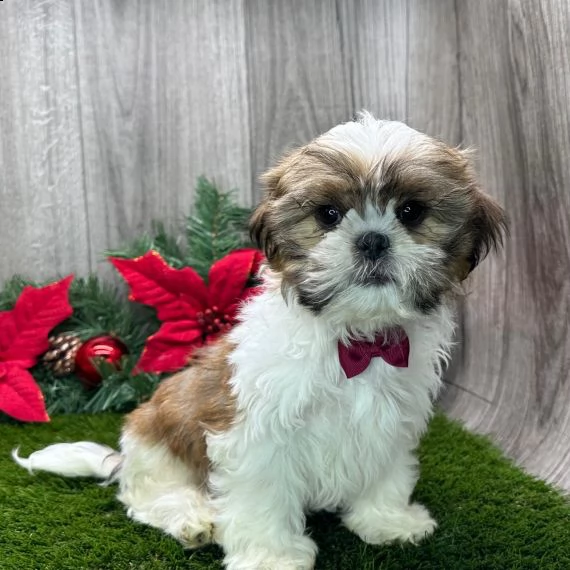 regarlo shih tzu cuccioli  bellissima cucciolata cerca nuova famiglia, 4 maschi e 3 femmina, 60 gg, 