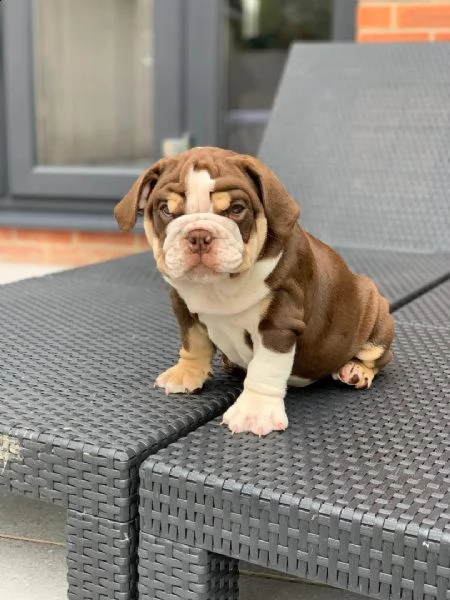 cuccioli inglese bulldog disponibili per adozione 