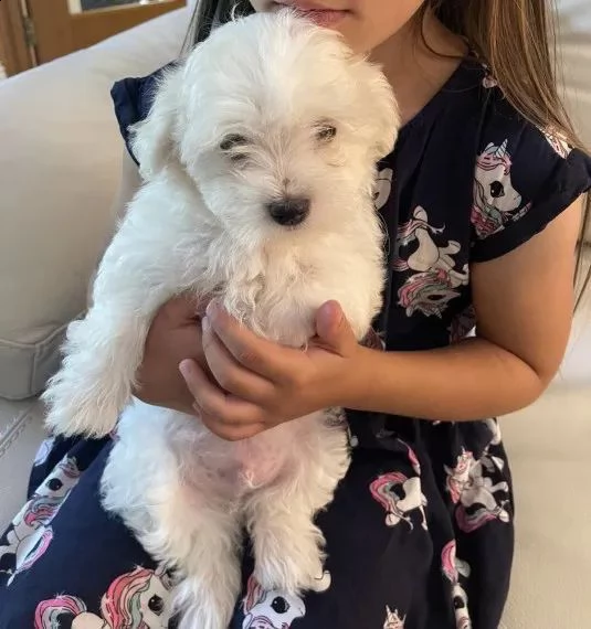 adorabili cuccioli maltese  femminucce e maschietti disponibili 