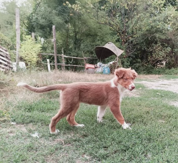Vendo cuccioli pastori australiani  | Foto 6