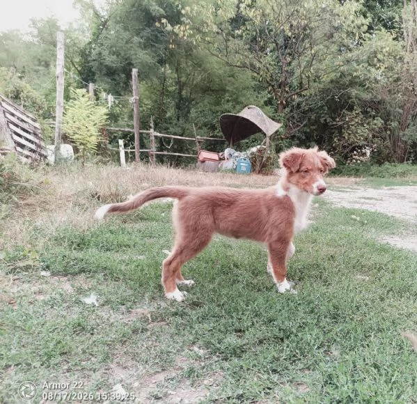 Vendo cuccioli pastori australiani  | Foto 5