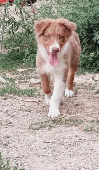 Vendo cuccioli pastori australiani  | Foto 4