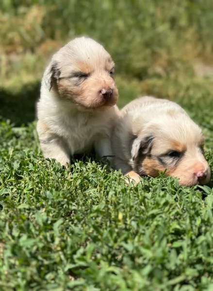 Vendo cuccioli pastori australiani  | Foto 2