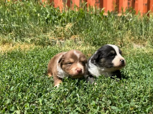 Vendo cuccioli pastori australiani  | Foto 1