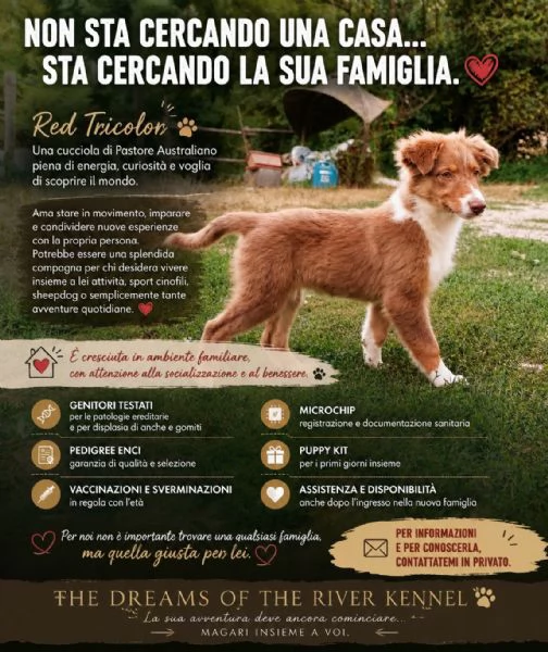 Vendo cuccioli pastori australiani 