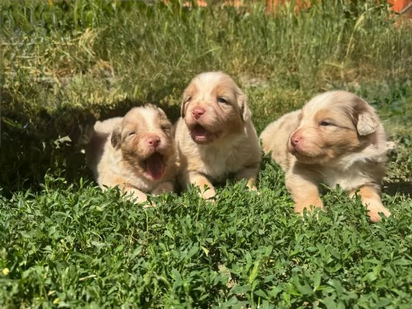 Vendo cuccioli pastori australiani  | Foto 0