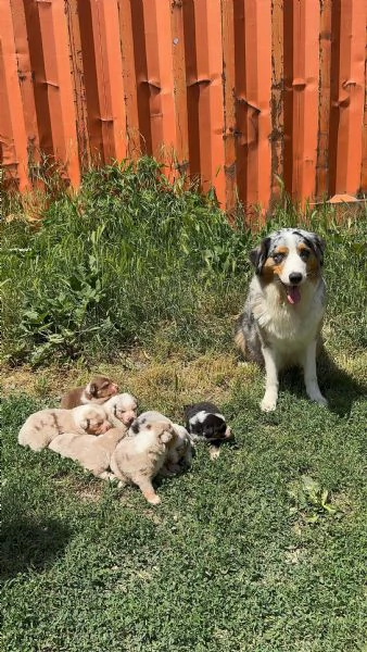 Vendo cuccioli pastori australiani 