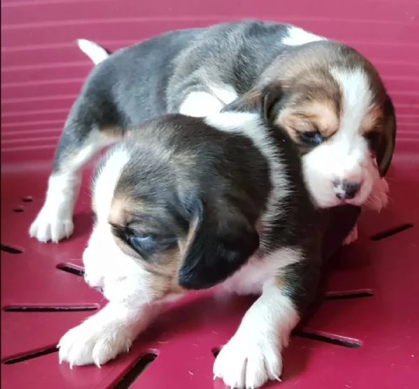 cuccioli beagle tricolore