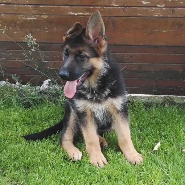 cuccioli di pastore tedesco