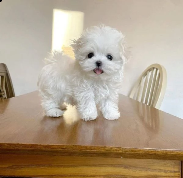 regalo maltese toy disponibile..  | Foto 0