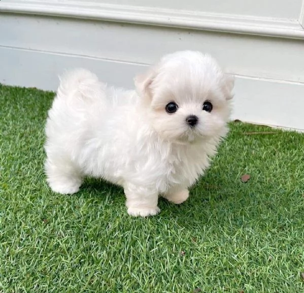 regalo maltese toy disponibile.. 