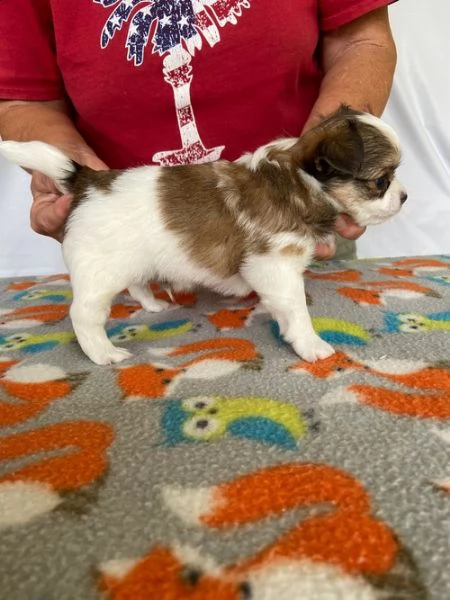  regalo chihuahua meravigliosi