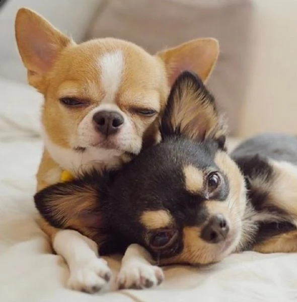  regalo cuccioli di chihuahua mini toy cuccioli di chihuahua mini toy , ancora disponibili un maschi