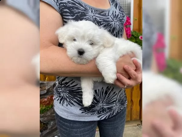 cuccioli di maltese maschio e femmina | Foto 2