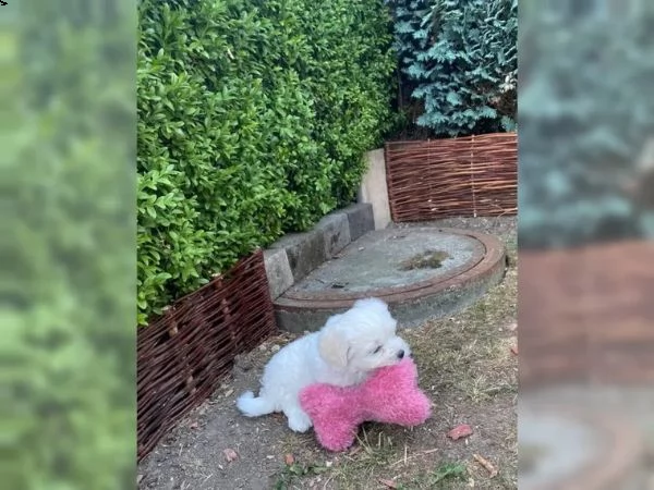 cuccioli di maltese maschio e femmina | Foto 1
