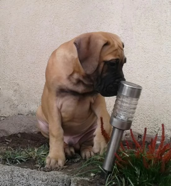 disponibili cuccioli di bullmastiff | Foto 6