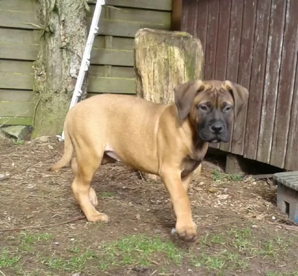 disponibili cuccioli di bullmastiff | Foto 4