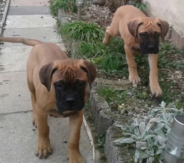disponibili cuccioli di bullmastiff | Foto 3
