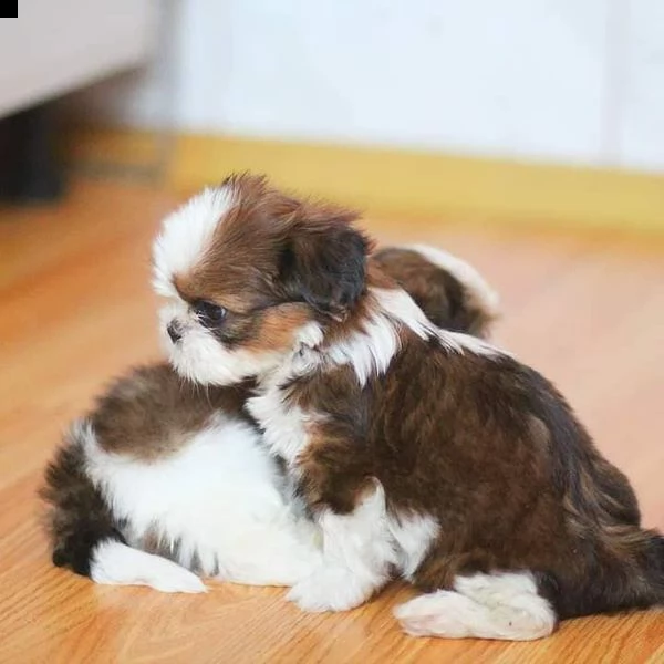 disponibili adorabili cuccioli shihtzu | Foto 1