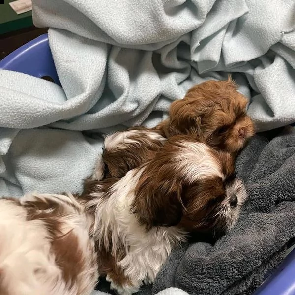 disponibili adorabili cuccioli shihtzu | Foto 0