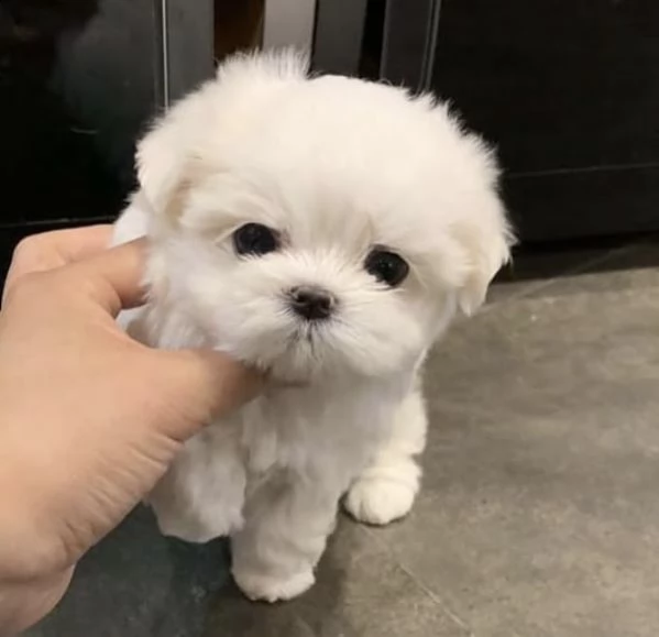 regalo  maltese mini toy | Foto 0