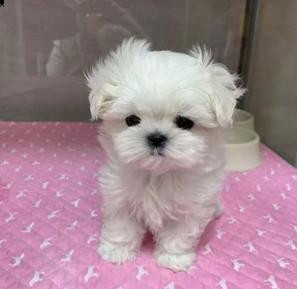 regalo  maltese mini toy