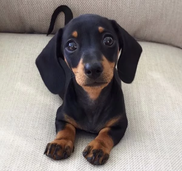 regalo dachshund disponibile maschio e femmina.. | Foto 0