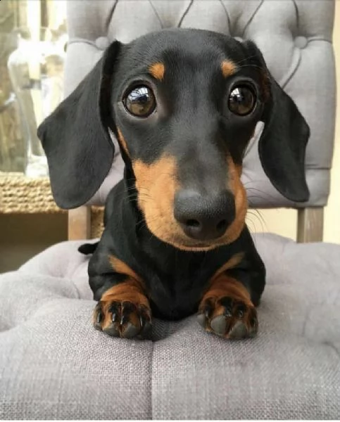 regalo dachshund disponibile maschio e femmina..