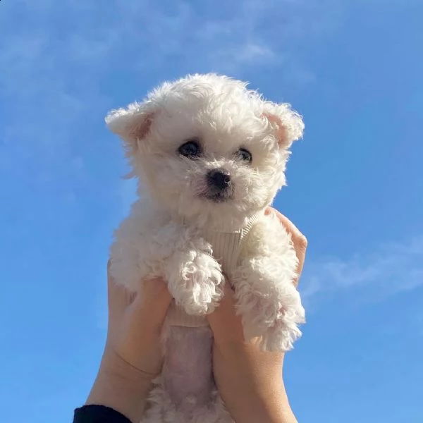 regalo maltese toy ….
