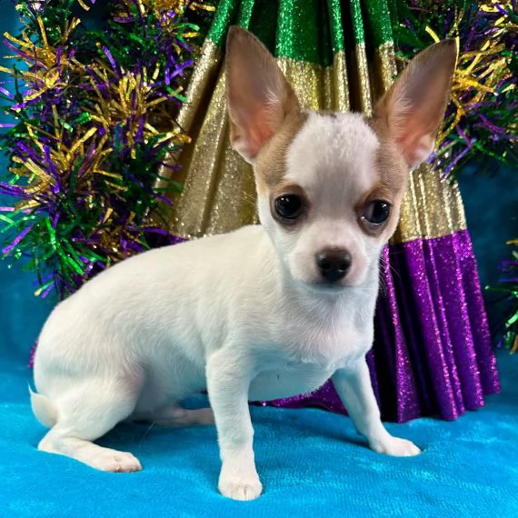 cucciolo di chihuahua