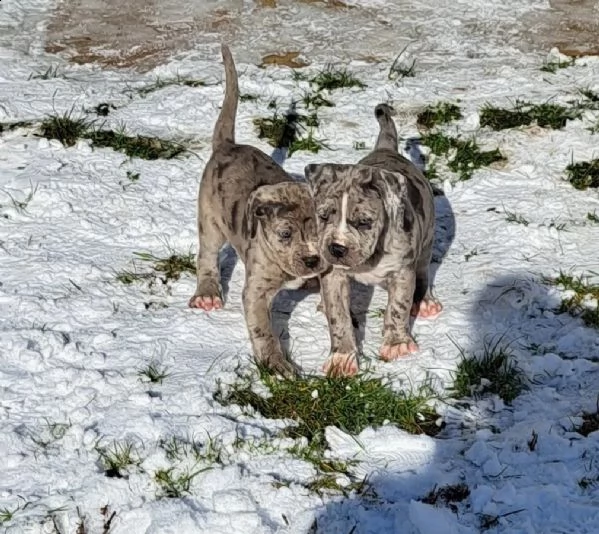 splendidi e affettuosissimi cuccioli di cane corso | Foto 3