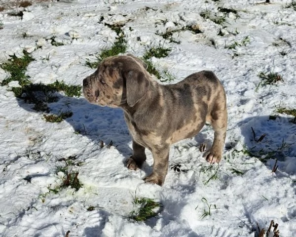 splendidi e affettuosissimi cuccioli di cane corso | Foto 2