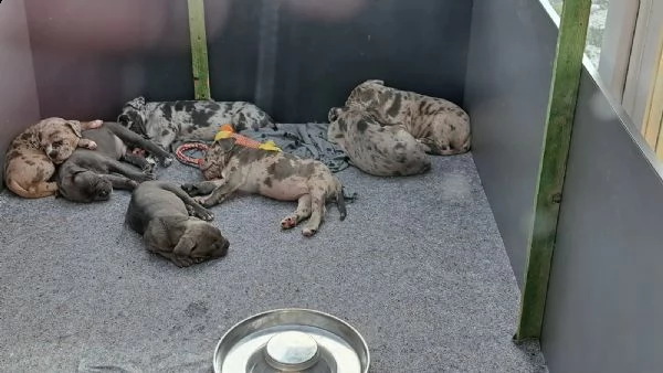 splendidi e affettuosissimi cuccioli di cane corso | Foto 1