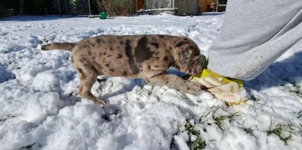 splendidi e affettuosissimi cuccioli di cane corso | Foto 0