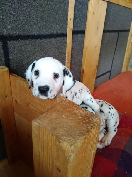 cuccioli dalmata con prestigioso pedigree | Foto 3