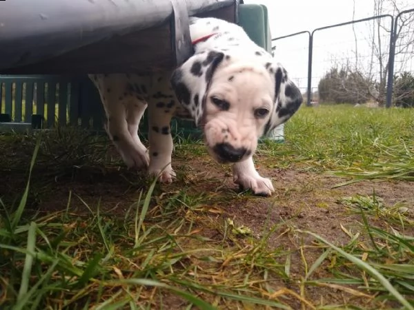 cuccioli dalmata con prestigioso pedigree | Foto 1