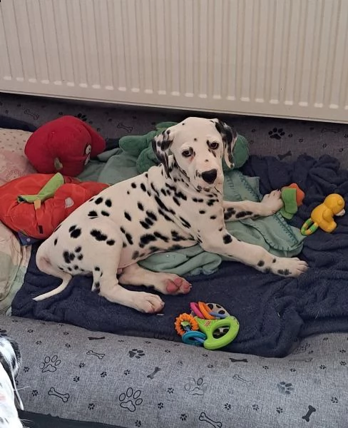 cuccioli dalmata con prestigioso pedigree