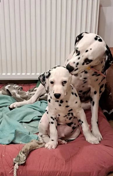 cuccioli dalmata con prestigioso pedigree | Foto 0
