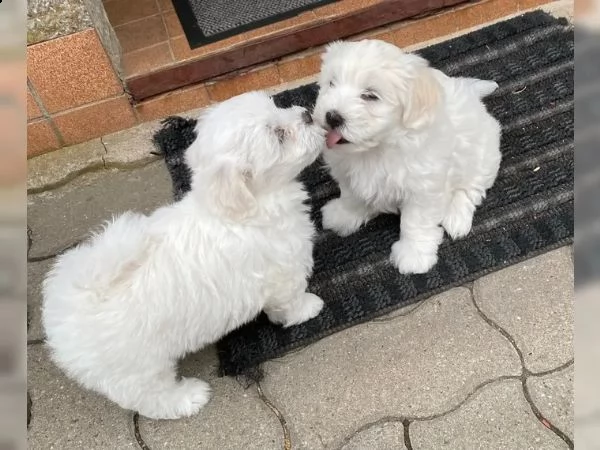 disponibili cuccioli maltesi toy | Foto 1