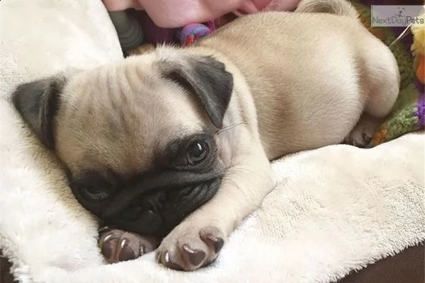 regalo carlino toy,,,,  | Foto 0