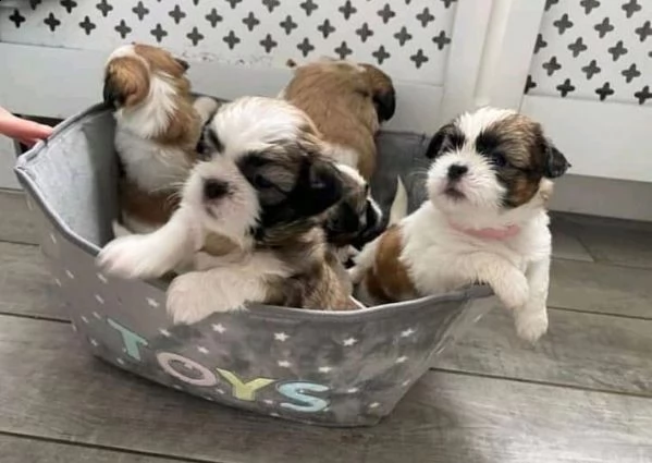 cuccioli maschi e femmine shih tzu con documenti | Foto 1